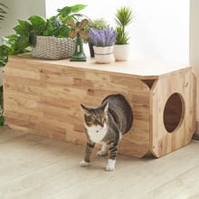 Cheska Wooden Kitten Bench